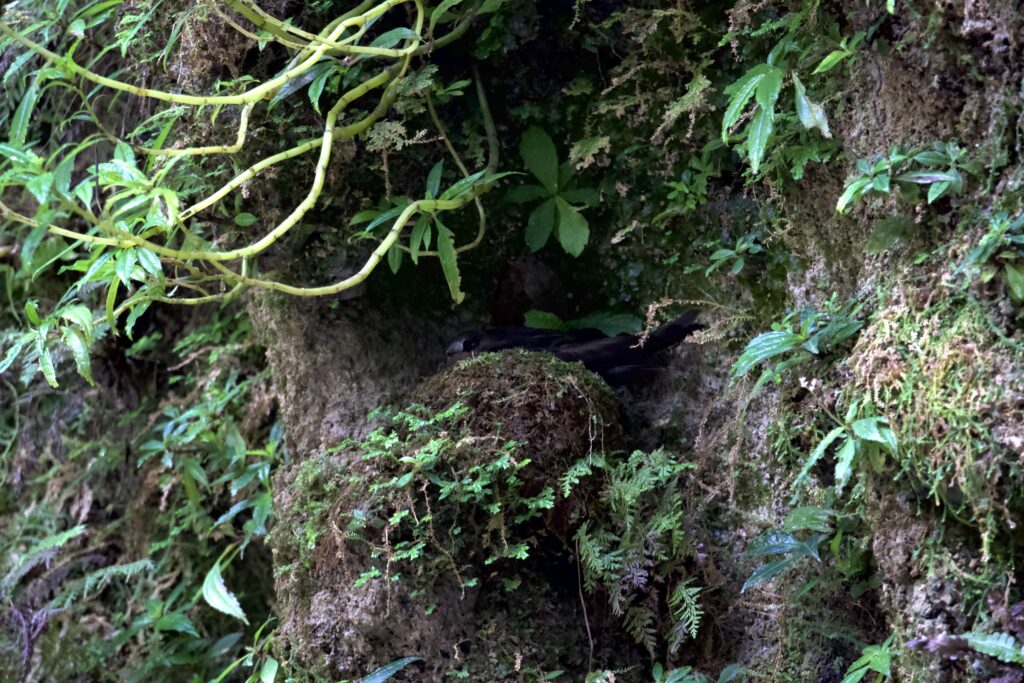 Puerto Rican Nightjar