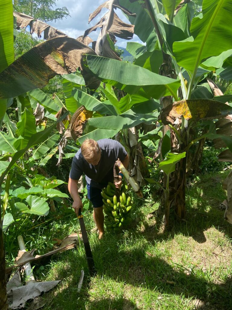 Banana Harvest puerto rico